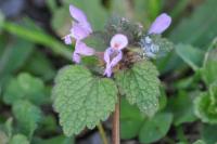 Lamium purpureum
