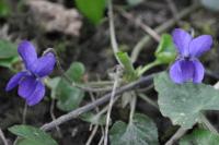 Viola odorata