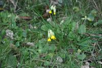 Primula veris