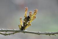 Fraxinus excelsior