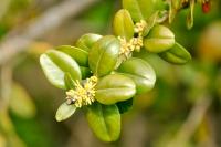 Buxus sempervirens