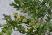 Buxus sempervirens