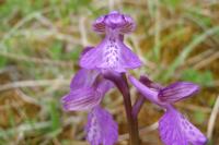 Anacamptis morio