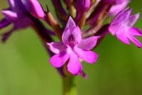 Anacamptis pyramidalis