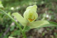 Cephalanthera damasonium