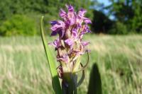 Dactylorhiza incarnata