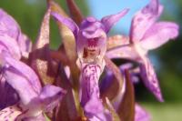 Dactylorhiza incarnata