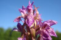 Dactylorhiza incarnata