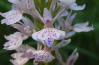Dactylorhiza maculata