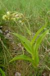 Epipactis helleborine