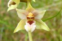 Epipactis helleborine