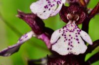Orchis purpurea