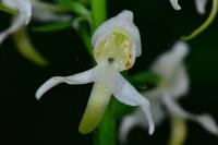 Platanthera chlorantha