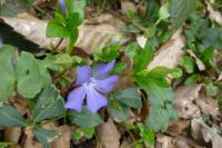 Vinca minor