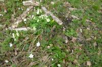 Anemone nemorosa