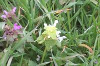 Lamium purpureum