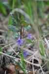 Glechoma hederacea