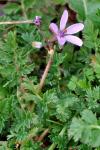 Erodium cicutarium