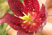 Fritillaria meleagris