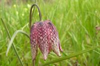 Fritillaria meleagris