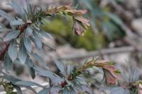 Euphorbia amygdaloides