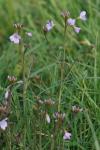 Cardamine pratensis