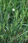 Rabelera holostea