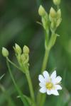 Rabelera holostea