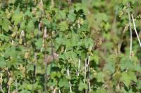 Ribes rubrum