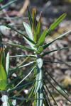 Euphorbia lathyris