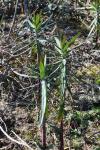 Euphorbia lathyris