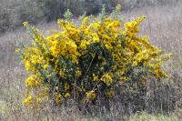 Ulex europaeus