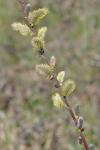 Salix caprea