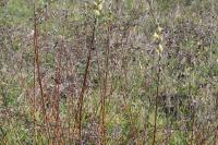 Salix caprea