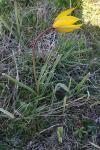 Tulipa sylvestris