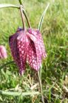 Fritillaria meleagris