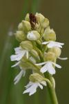 Orchis purpurea