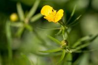 Ranunculus auricomus