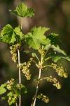Ribes rubrum