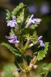 Glechoma hederacea