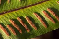Asplenium scolopendrium