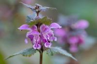 Lamium maculatum