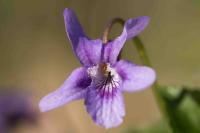 Viola reichenbachiana