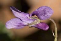 Viola reichenbachiana
