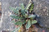 Asplenium ceterach