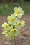Primula elatior