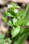 Stellaria media