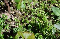 Stellaria media
