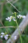 Cardamine pratensis