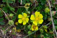 Potentilla verna